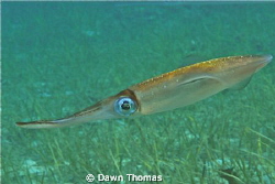 Squid in Green Bay - this squid was watching me watching ... by Dawn Thomas 
